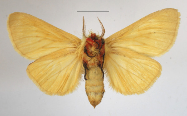 /filer/webapps/moths/media/images/A/albida_Antheua_A_MGCLb_01.JPG