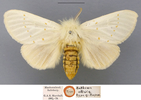 /filer/webapps/moths/media/images/A/albida_Antheua_HT_NHMUK.jpg