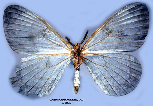/filer/webapps/moths/media/images/A/albida_Camerunia_HT_SNHM_02.jpg