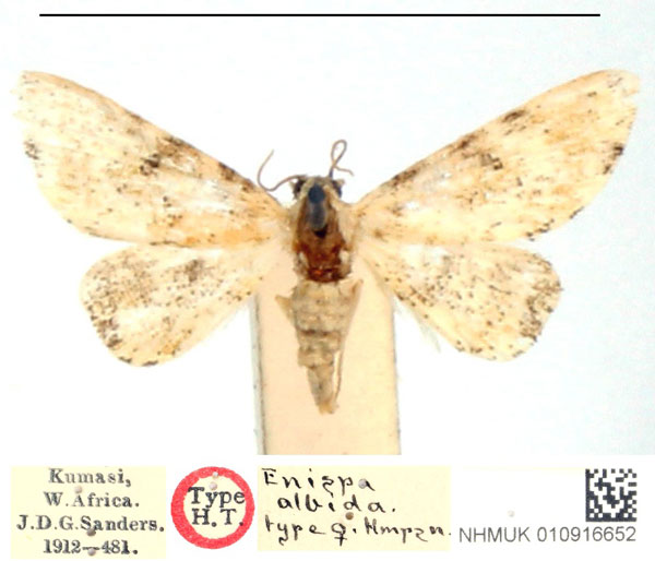 /filer/webapps/moths/media/images/A/albida_Enispa_HT_BMNH_I5CUzgO.jpg