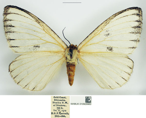 /filer/webapps/moths/media/images/A/albida_Euchera_AF_NHMUK.jpg