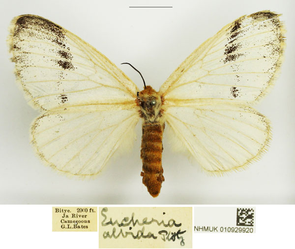 /filer/webapps/moths/media/images/A/albida_Euchera_AF_NHMUK_01.jpg