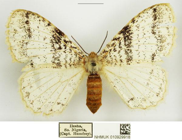 /filer/webapps/moths/media/images/A/albida_Euchera_AF_NHMUK_02.jpg