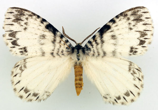 /filer/webapps/moths/media/images/A/albida_Euchera_AM_Basquin_01.jpg