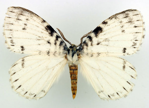 /filer/webapps/moths/media/images/A/albida_Euchera_AM_Basquin_02.jpg