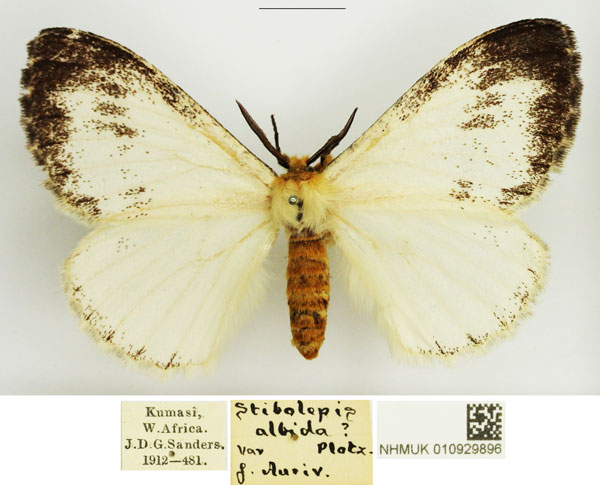 /filer/webapps/moths/media/images/A/albida_Euchera_AM_NHMUK_01.jpg