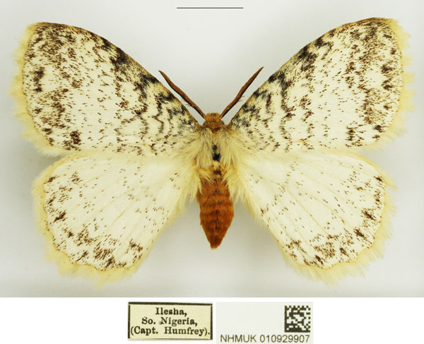 /filer/webapps/moths/media/images/A/albida_Euchera_AM_NHMUK_02.jpg