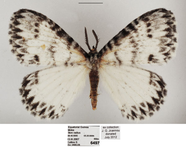 /filer/webapps/moths/media/images/A/albida_Euchera_AM_TMSA_01.jpg