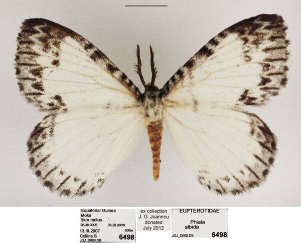 /filer/webapps/moths/media/images/A/albida_Euchera_AM_TMSA_02.jpg