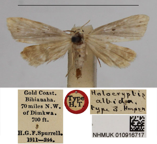 /filer/webapps/moths/media/images/A/albida_Holocryptis_HT_NHMUK.jpg