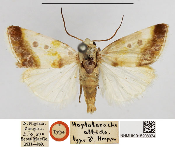 /filer/webapps/moths/media/images/A/albida_Hoplotarache_HT_NHMUK.jpg