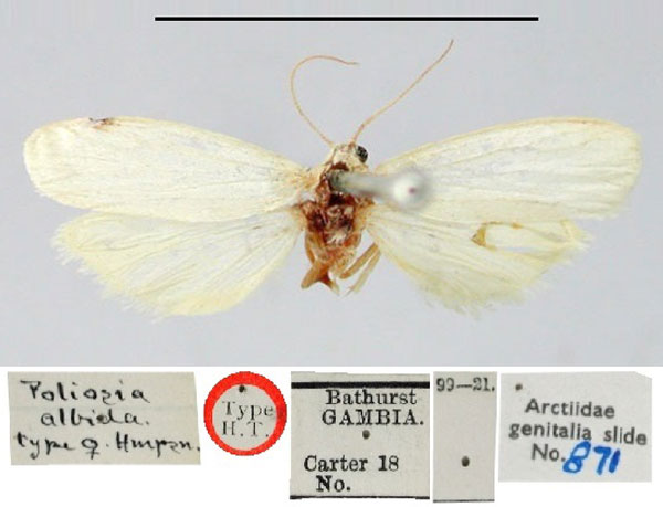 /filer/webapps/moths/media/images/A/albida_Poliosia_HT_BMNH.jpg