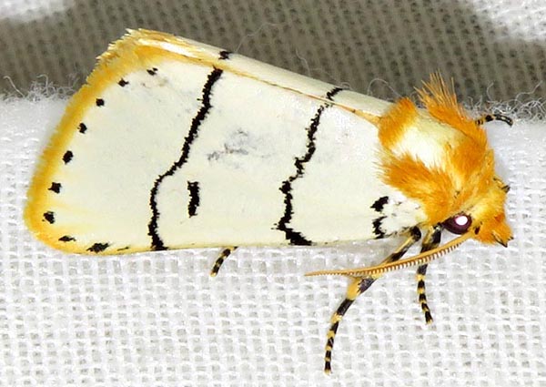 /filer/webapps/moths/media/images/A/albida_Proschaliphora_A_Braun_03.jpg