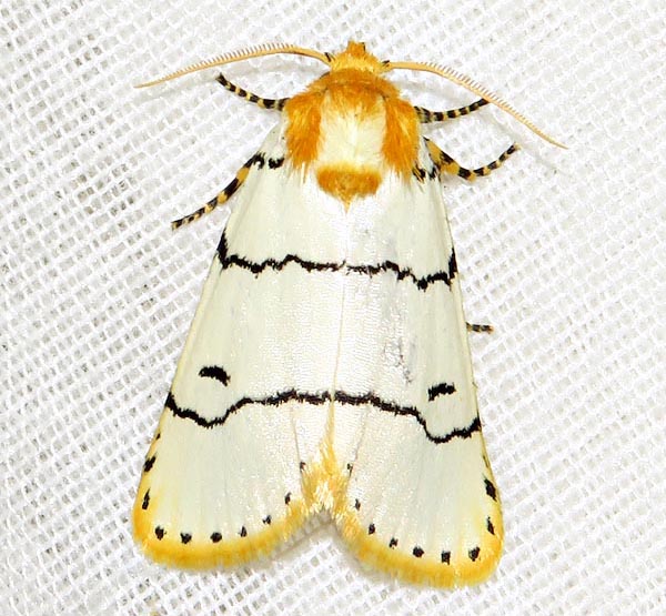 /filer/webapps/moths/media/images/A/albida_Proschaliphora_A_Braun_04.jpg