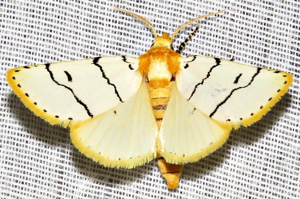 /filer/webapps/moths/media/images/A/albida_Proschaliphora_A_Braun_05.jpg