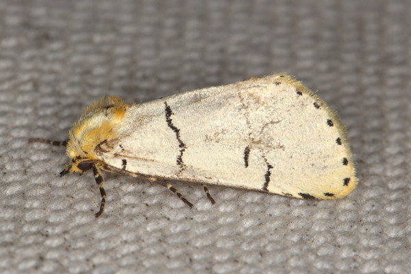 /filer/webapps/moths/media/images/A/albida_Proschaliphora_A_Heyns_01.jpg