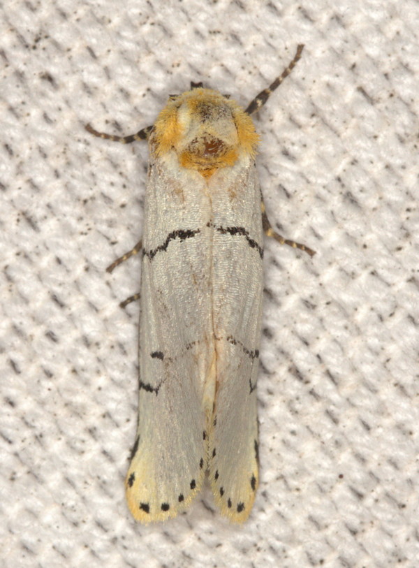 /filer/webapps/moths/media/images/A/albida_Proschaliphora_A_Heyns_02.jpg