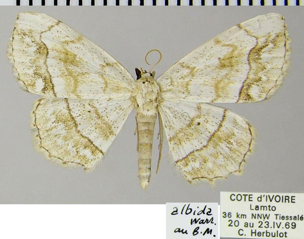 /filer/webapps/moths/media/images/A/albida_Scopula_AF_ZSM.jpg