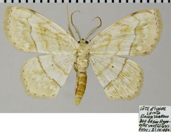 /filer/webapps/moths/media/images/A/albida_Scopula_AM_ZSM.jpg