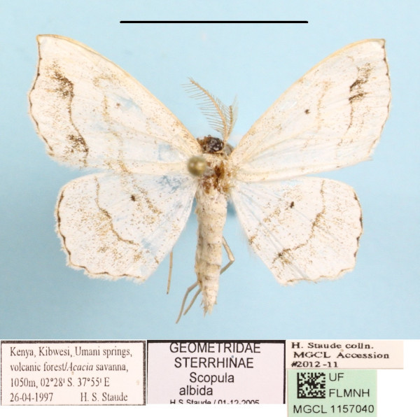 /filer/webapps/moths/media/images/A/albida_Scopula_A_MGCLa_01.JPG