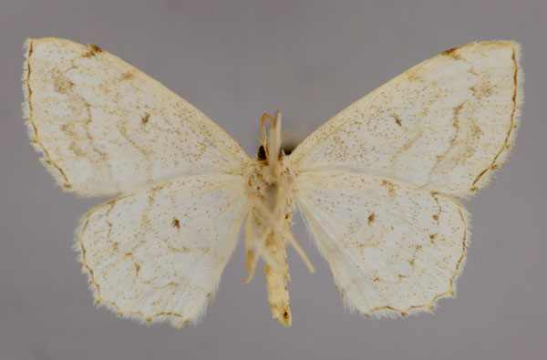 /filer/webapps/moths/media/images/A/albida_Scopula_A_ZSM_02.jpg