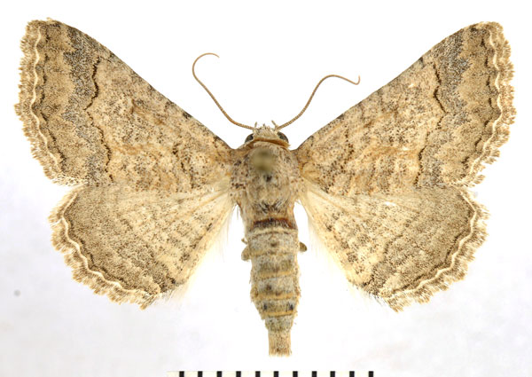 /filer/webapps/moths/media/images/A/albidentaria_Pericyma_AF_NHMO.jpg