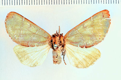 /filer/webapps/moths/media/images/A/albidilinea_Eutrotonotus_HT_SNHM_01.jpg