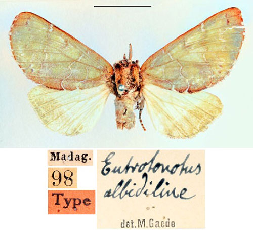 /filer/webapps/moths/media/images/A/albidilinea_Eutrotonotus_HT_SNHM_01_mbIlv62.jpg