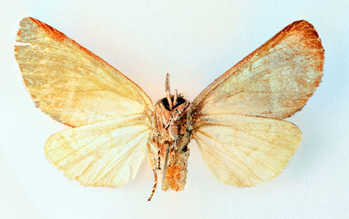 /filer/webapps/moths/media/images/A/albidilinea_Eutrotonotus_HT_SNHM_02.jpg