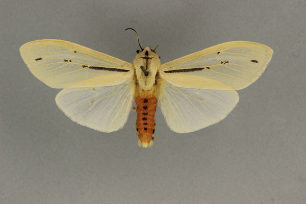 /filer/webapps/moths/media/images/A/albidior_Creatonotos_PT_BMNH.jpg