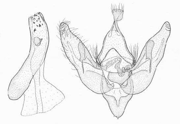 /filer/webapps/moths/media/images/A/albidior_Rhodochlaena_GMPT_TMSA.jpg