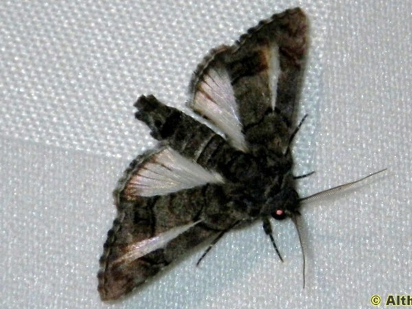 /filer/webapps/moths/media/images/A/albidisca_Marathyssa_A_Liebenberg.jpg