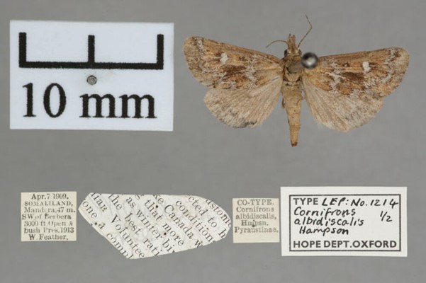 /filer/webapps/moths/media/images/A/albidiscalis_Cornifrons_PT_OUMNHa_01.jpg