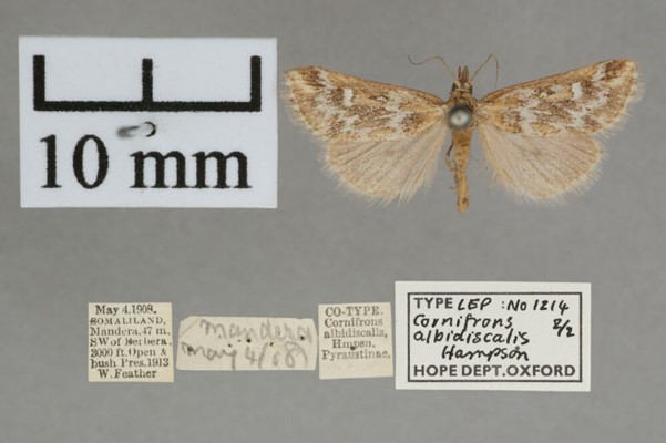/filer/webapps/moths/media/images/A/albidiscalis_Cornifrons_PT_OUMNHa_02.jpg