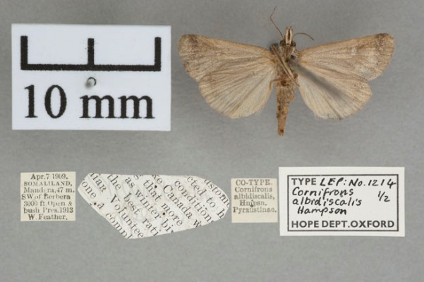 /filer/webapps/moths/media/images/A/albidiscalis_Cornifrons_PT_OUMNHb_01.jpg