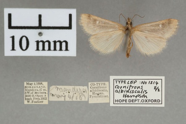 /filer/webapps/moths/media/images/A/albidiscalis_Cornifrons_PT_OUMNHb_02.jpg