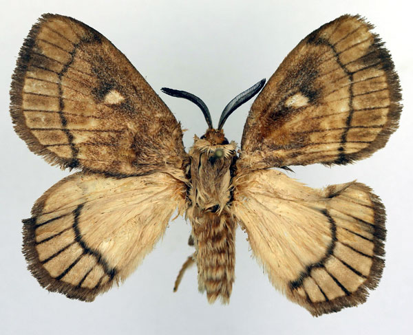 /filer/webapps/moths/media/images/A/albidiscalis_Strigivenifera_AM_Basquin.jpg