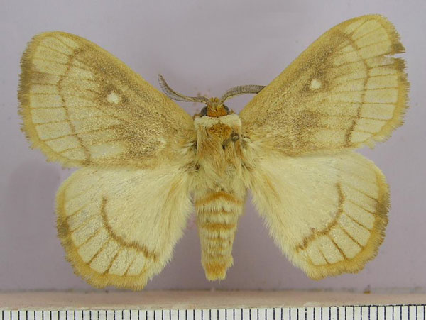/filer/webapps/moths/media/images/A/albidiscalis_Strigivenifera_AM_SMNS.jpg
