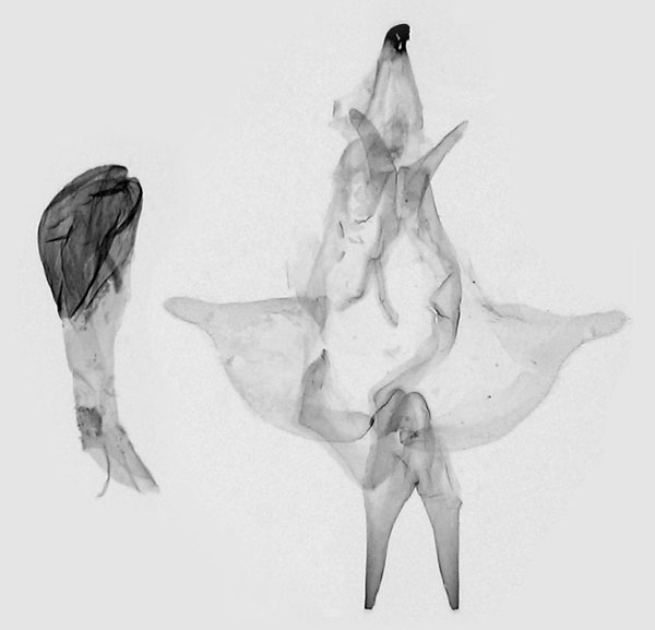 /filer/webapps/moths/media/images/A/albidiscalis_Strigivenifera_GM_SMNS.jpg