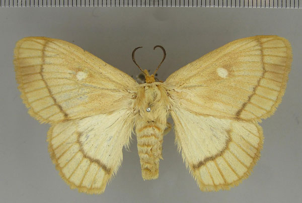 /filer/webapps/moths/media/images/A/albidiscalis_Strigivenifera_HT_BMNH.jpg