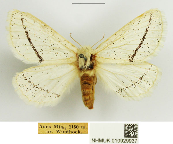 /filer/webapps/moths/media/images/A/albidorsata_Phiala_AF_NHMUK.jpg