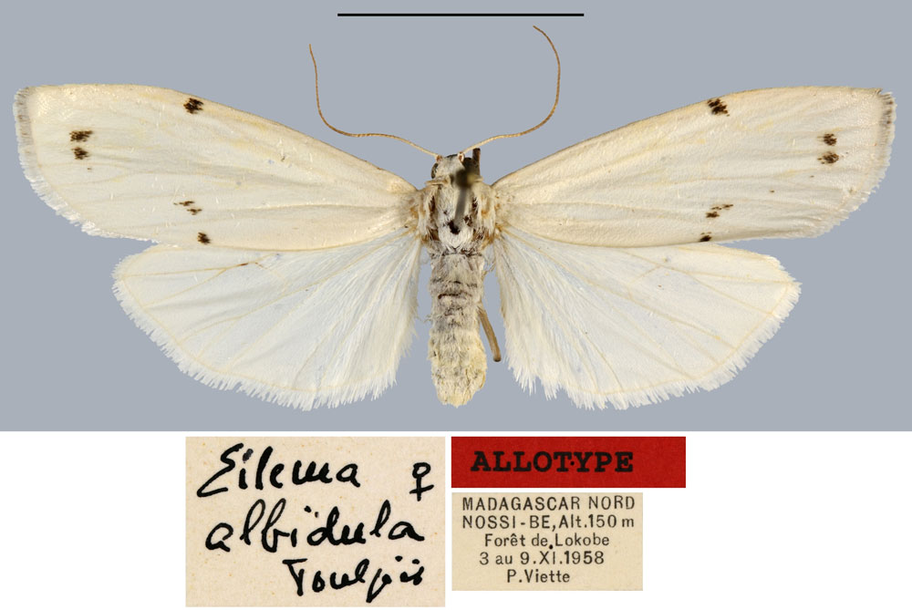 /filer/webapps/moths/media/images/A/albidula_Eilema_AT_MNHN.jpg