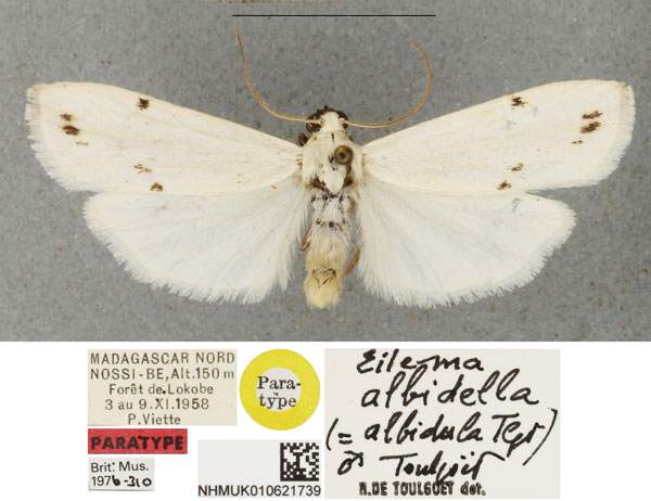 /filer/webapps/moths/media/images/A/albidula_Eilema_PTM_BMNHa_OxzmlyL.jpg
