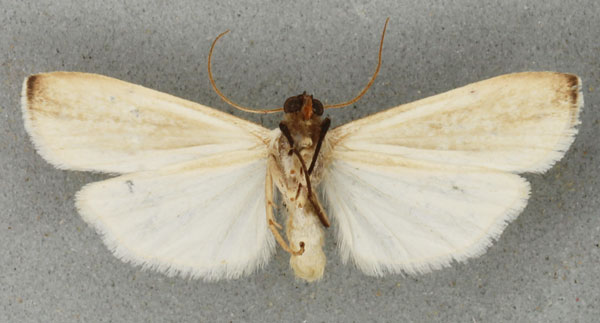 /filer/webapps/moths/media/images/A/albidula_Eilema_PTM_BMNHb.jpg