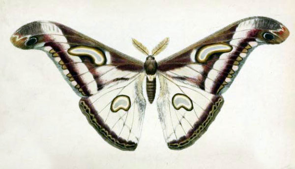/filer/webapps/moths/media/images/A/albidus_Attacus_HT_Butler_1886_37-1.jpg
