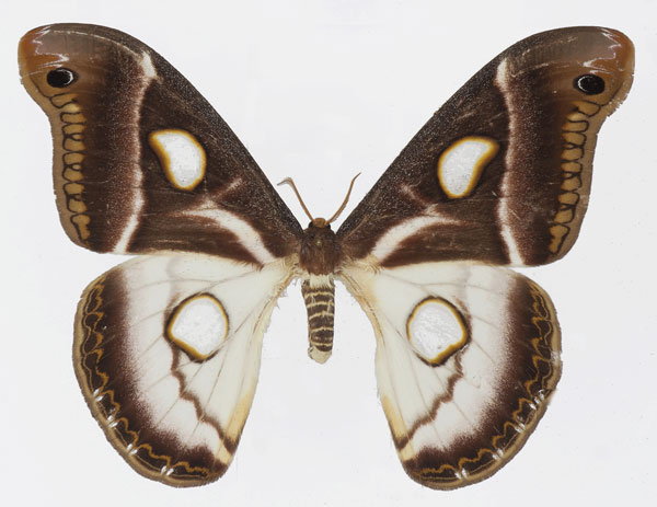 /filer/webapps/moths/media/images/A/albidus_Epiphora_AF_Basquin.jpg