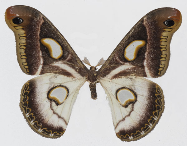 /filer/webapps/moths/media/images/A/albidus_Epiphora_AF_Basquin_01.jpg