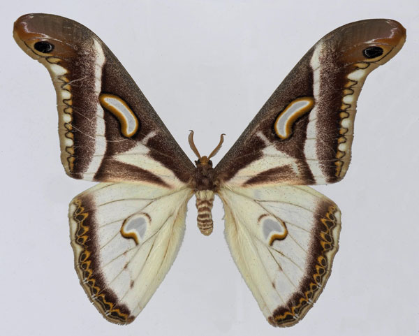 /filer/webapps/moths/media/images/A/albidus_Epiphora_AM_Basquin_01.jpg