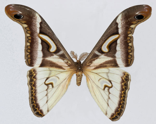 /filer/webapps/moths/media/images/A/albidus_Epiphora_AM_Basquin_02.jpg