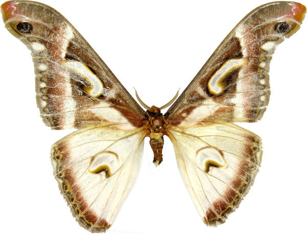/filer/webapps/moths/media/images/A/albidus_Epiphora_AM_MCJM.jpg